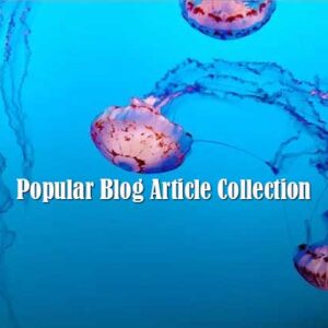 popular blog article collection