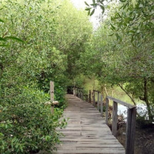 keanekaragaman hayati mangrove
