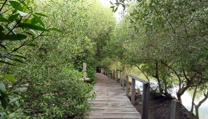 keanekaragaman hayati mangrove